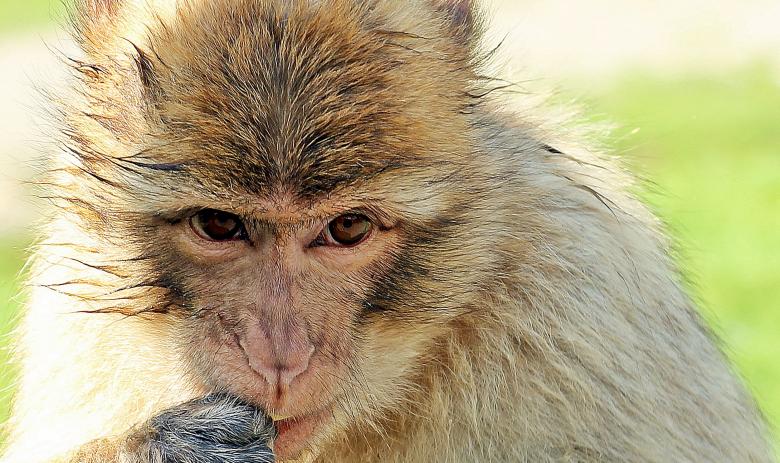 Free stock image of Barbary Ape created by Pixabay