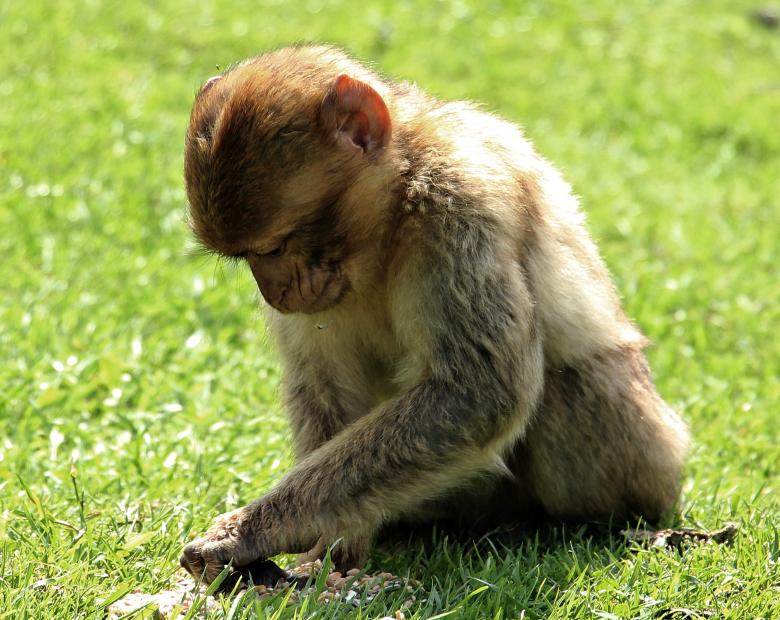 Free stock image of Barbary Ape created by Pixabay