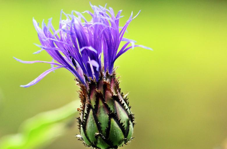 Free stock image of Cornflower created by Pixabay