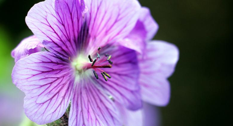 Free stock image of Macro Cranesbill created by Pixabay
