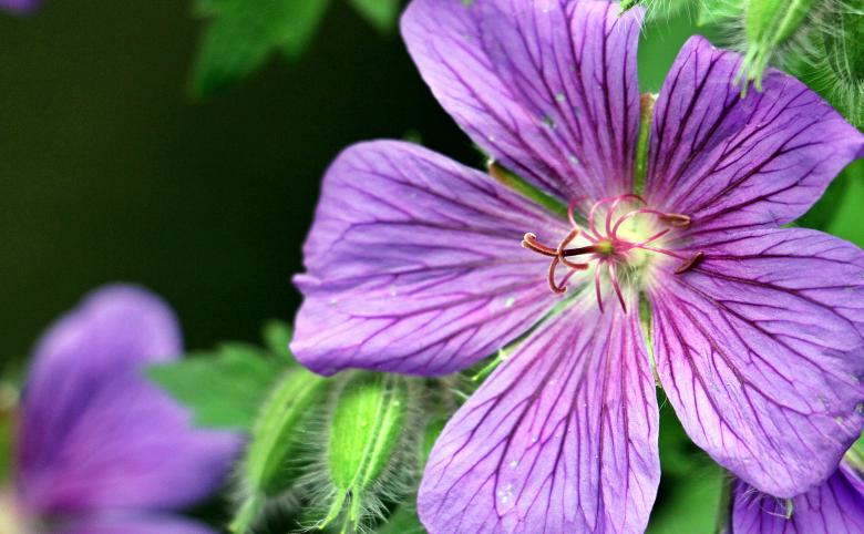 Free stock image of Macro Cranesbill created by Pixabay