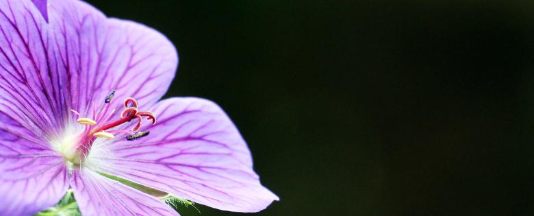Free stock image of Macro Cranesbill created by Pixabay