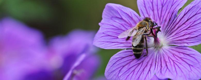 Free stock image of Bee on the Cranesbill created by Pixabay