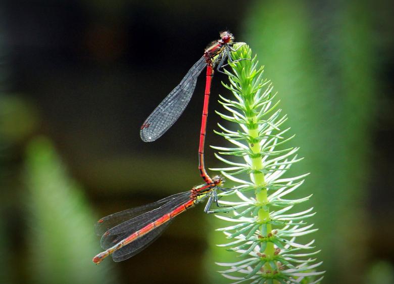 Free stock image of Dragonfly Macro created by Pixabay