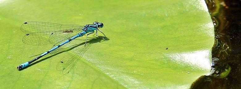 Free stock image of Dragonfly on the Leaf created by Pixabay
