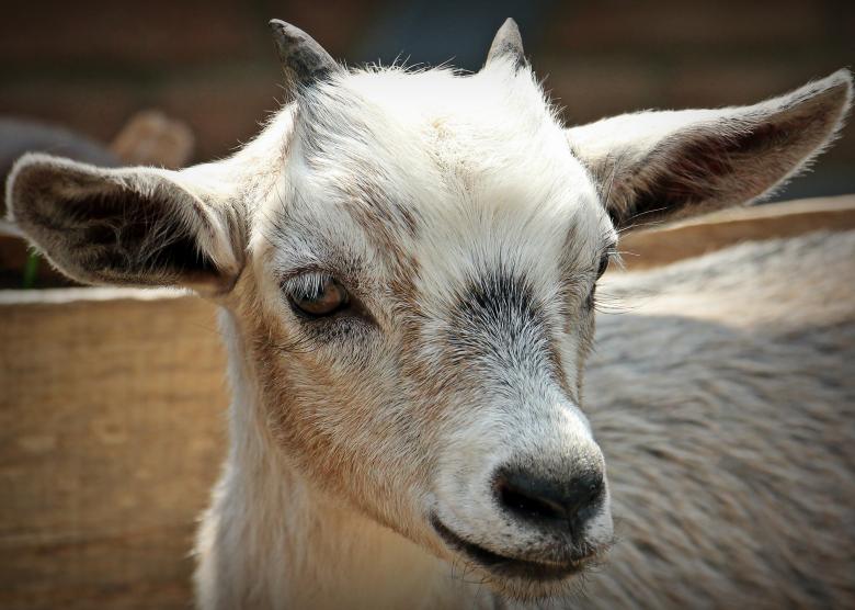 Free stock image of Goat Closeup created by Pixabay