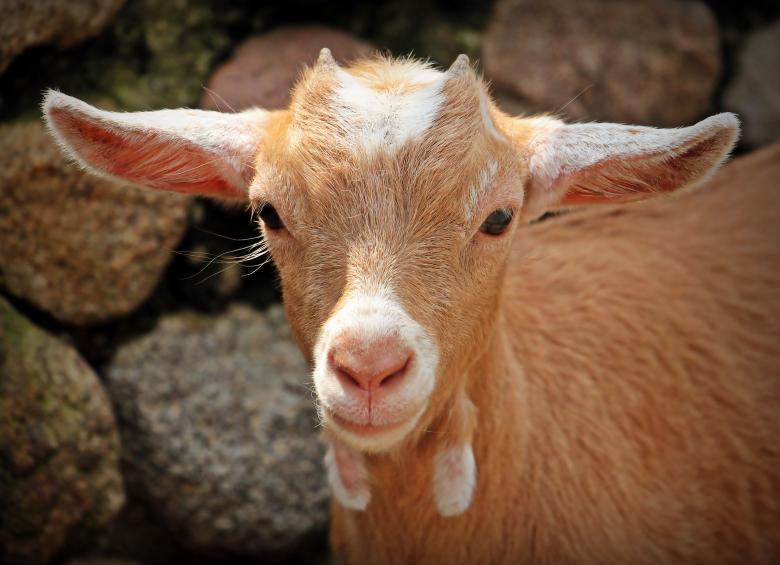 Free stock image of Goat Closeup created by Pixabay