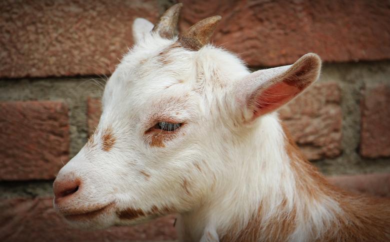 Free stock image of Goat Closeup created by Pixabay