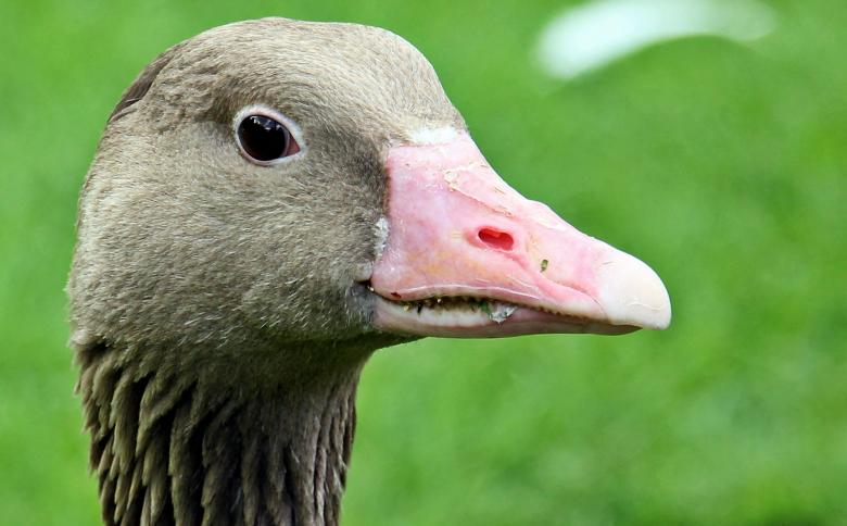 Free stock image of Goose Closeup created by Pixabay