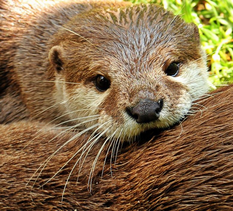 Free stock image of Wild Otter created by Pixabay