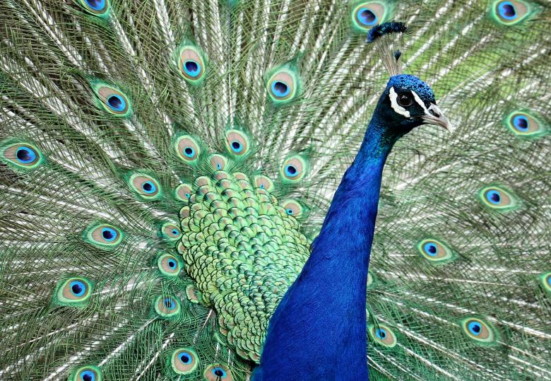 Free stock image of Colors of Nature created by Pixabay