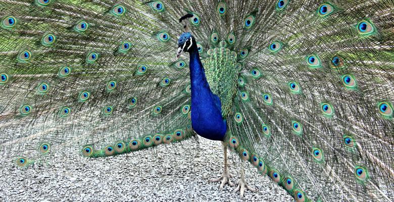 Free stock image of Colors of Nature created by Pixabay