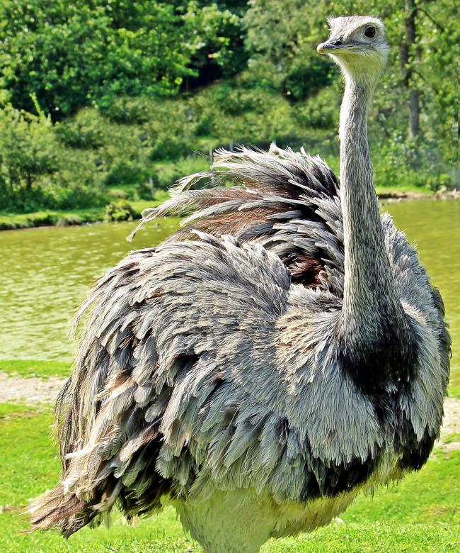 Free stock image of Rhea Bird created by Pixabay