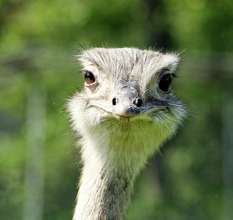 Free stock image of Rhea Bird created by Pixabay
