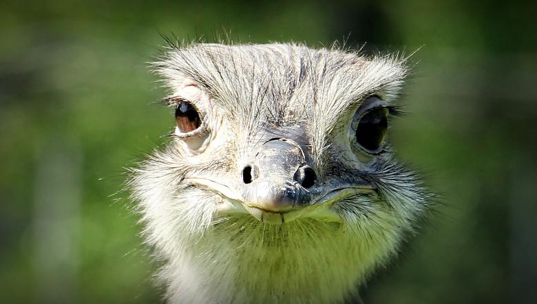 Free stock image of Rhea Bird created by Pixabay