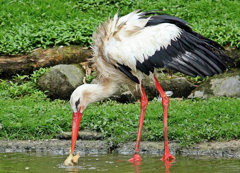 Free stock image of Wild Stork created by Pixabay