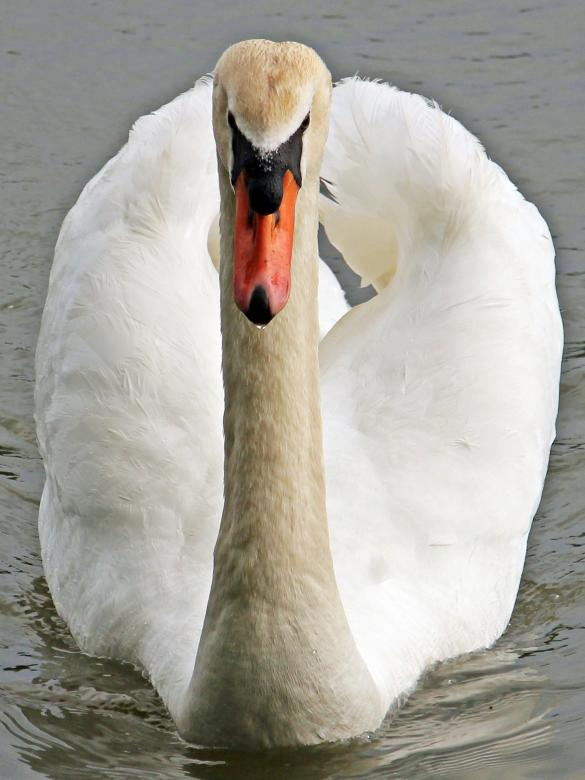 Free stock image of Swan Swimming created by Pixabay
