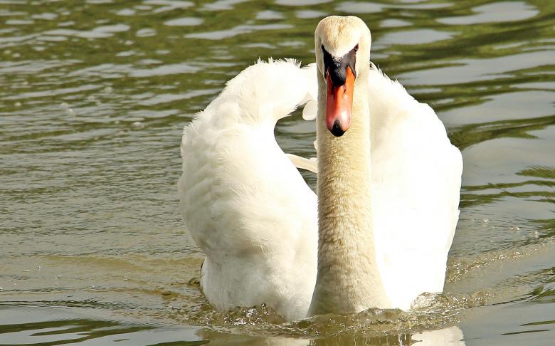 Free stock image of Swan Swimming created by Pixabay