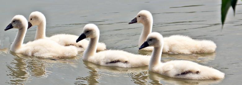 Free stock image of Swans Swimming created by Pixabay