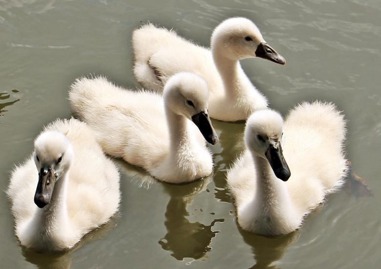 Free stock image of Swans Swimming created by Pixabay