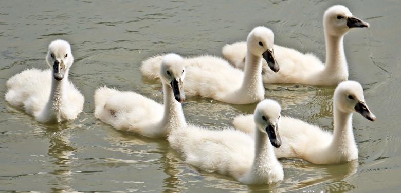 Free stock image of Swans Swimming created by Pixabay