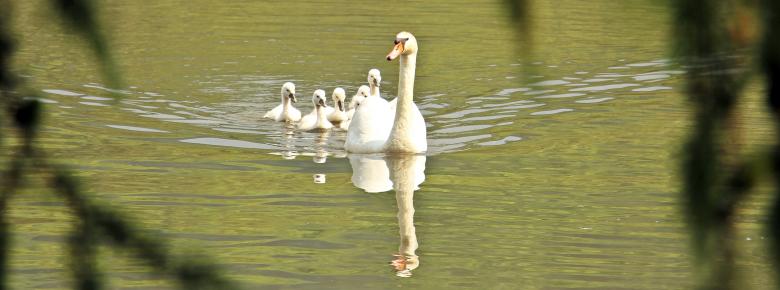 Free stock image of Swans Swimming created by Pixabay