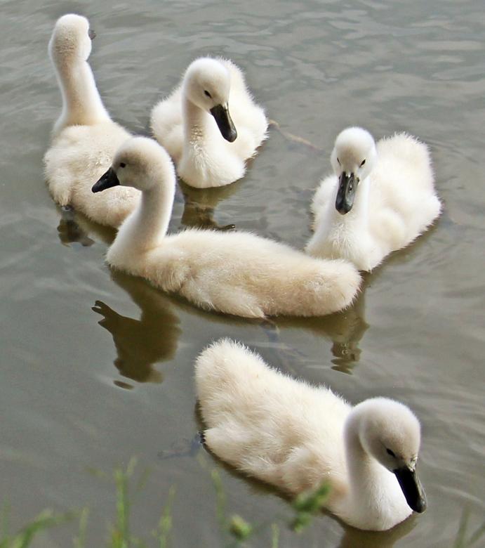 Free stock image of Swans Swimming created by Pixabay