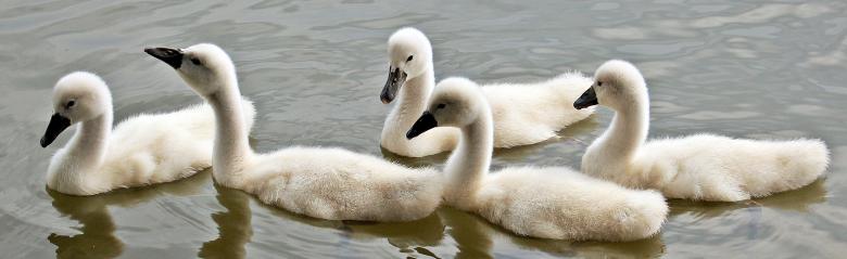 Free stock image of Swans Swimming created by Pixabay