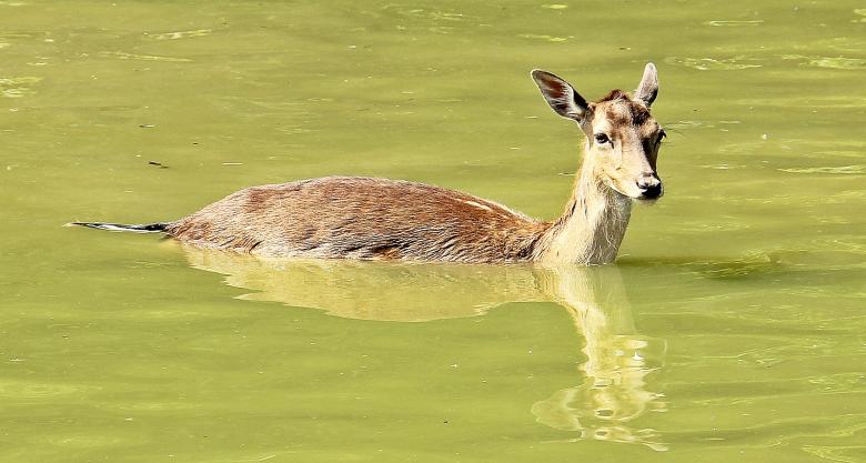 Free stock image of Wild Deer created by Pixabay