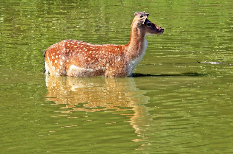 Free stock image of Wild Deer created by Pixabay