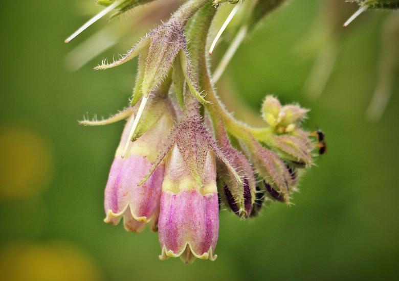 Free stock image of Wild Flower created by Pixabay