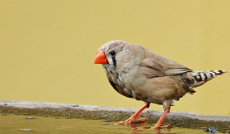 Free stock image of Zebra Finch created by Pixabay