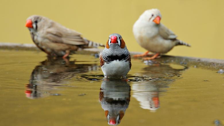 Free stock image of Zebra Finch created by Pixabay