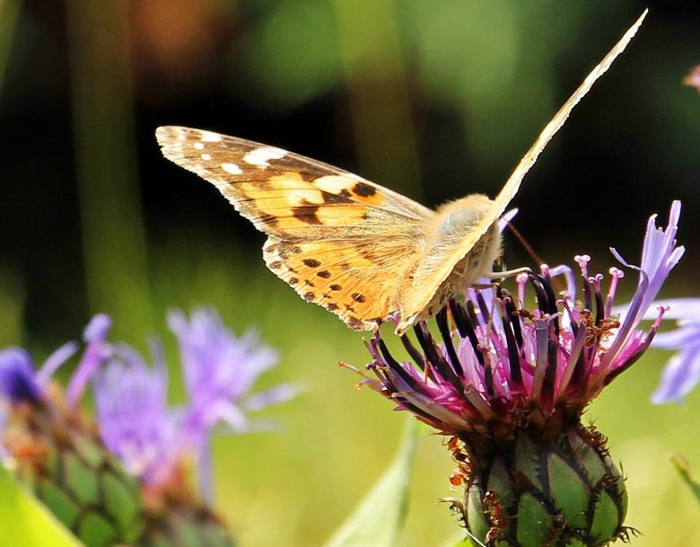 Free stock image of Butterfly on the Flower created by Pixabay