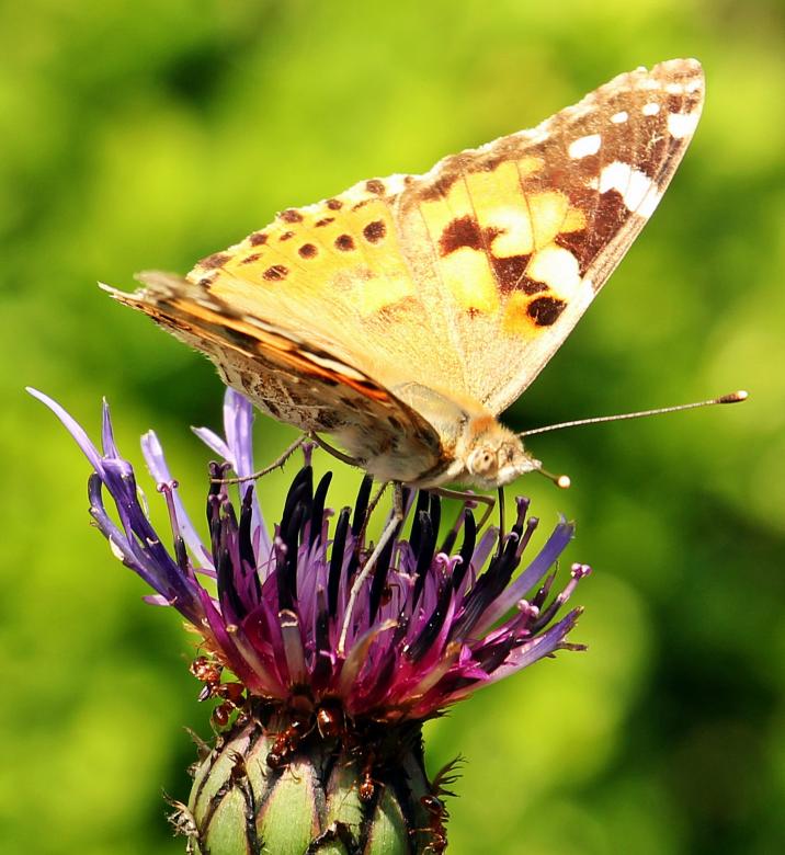 Free stock image of Butterfly on the Flower created by Pixabay