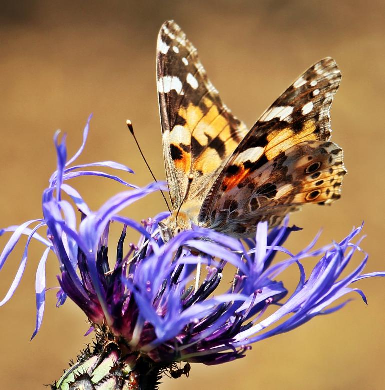 Free stock image of Butterfly on the Flower created by Pixabay