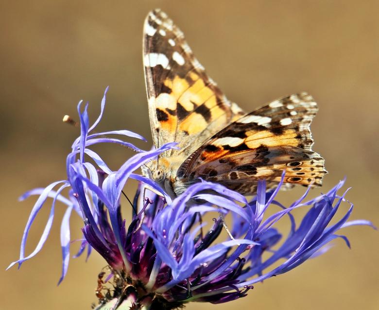 Free stock image of Butterfly on the Flower created by Pixabay