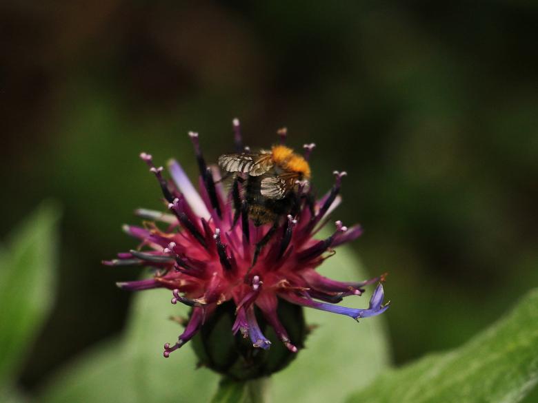 Free stock image of Bee on the Cornflower created by Pixabay