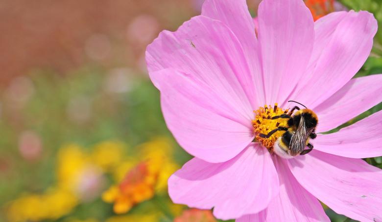 Free stock image of Bee on the Cosmo created by Pixabay
