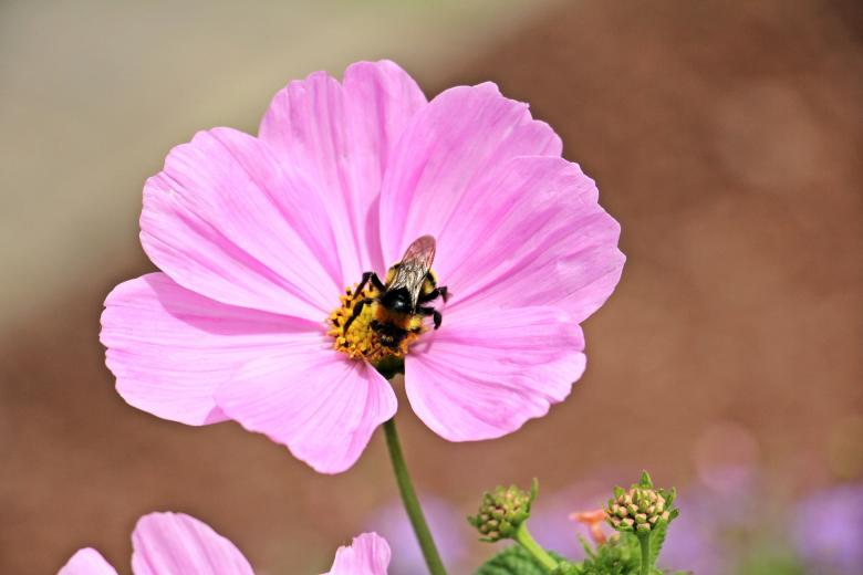 Free stock image of Bee on the Cosmo created by Pixabay