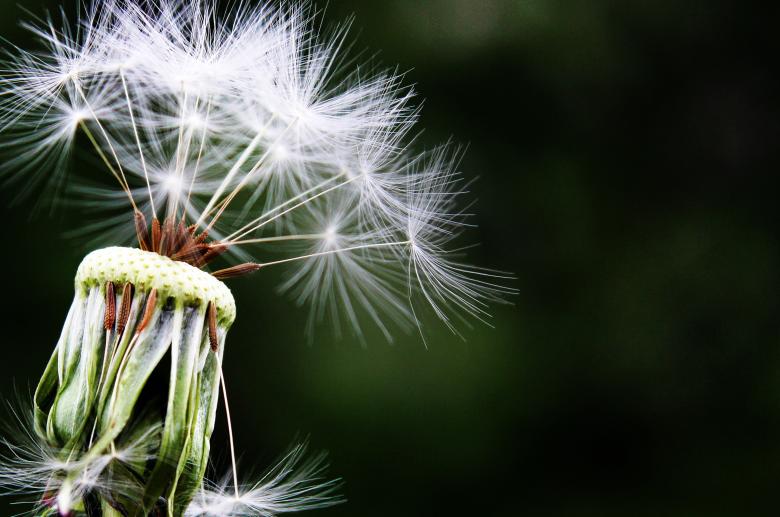 Free stock image of Macro Dandelion created by Pixabay