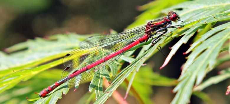 Free stock image of Dragonfly Closeup created by Pixabay