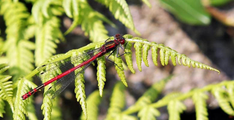 Free stock image of Dragonfly Closeup created by Pixabay