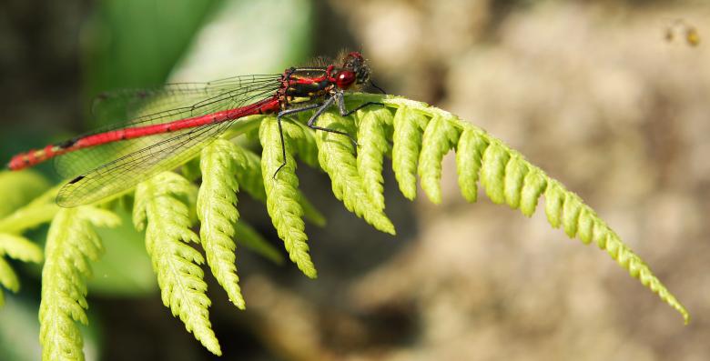Free stock image of Dragonfly Closeup created by Pixabay