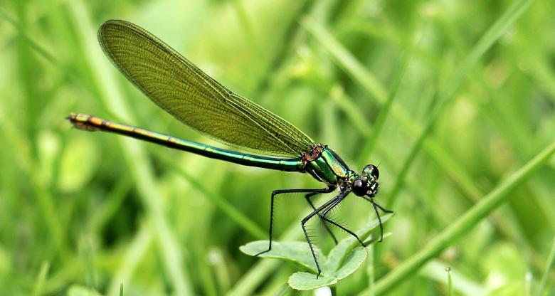 Free stock image of Dragonfly Closeup created by Pixabay