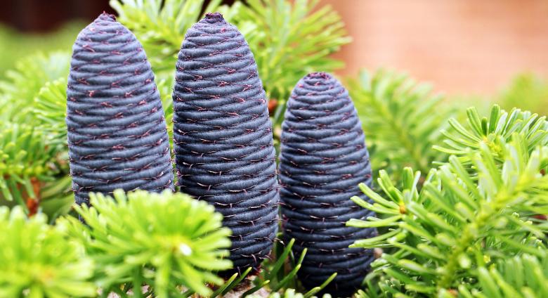Free stock image of Macro Fir created by Pixabay