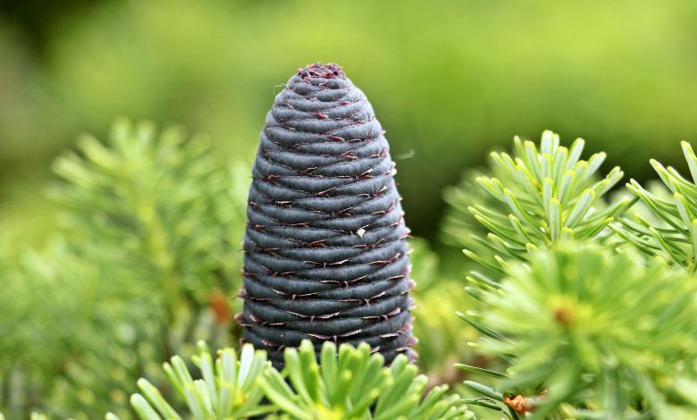 Free stock image of Macro Fir created by Pixabay
