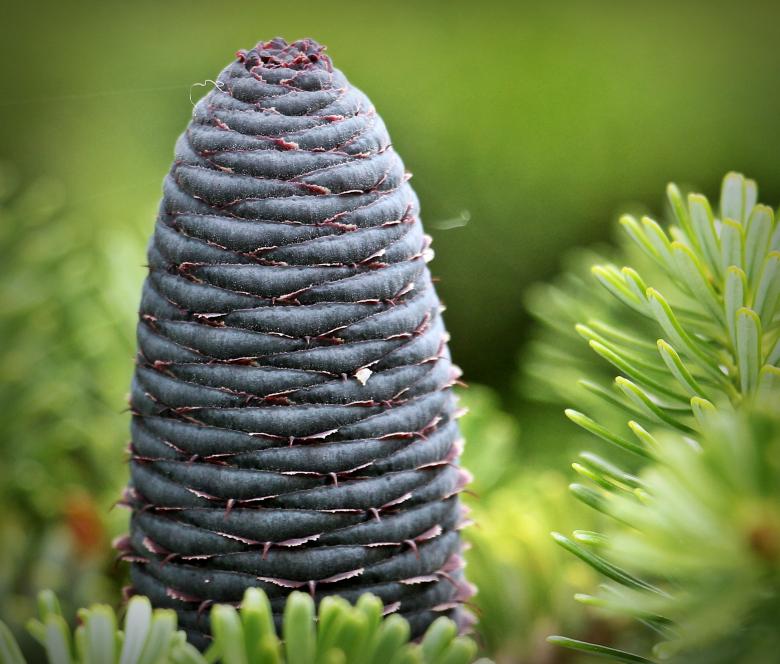 Free stock image of Macro Fir created by Pixabay