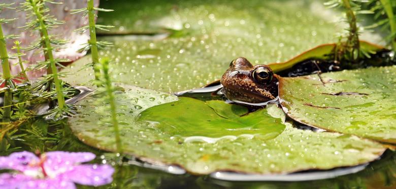 Free stock image of Frog Closeup created by Pixabay
