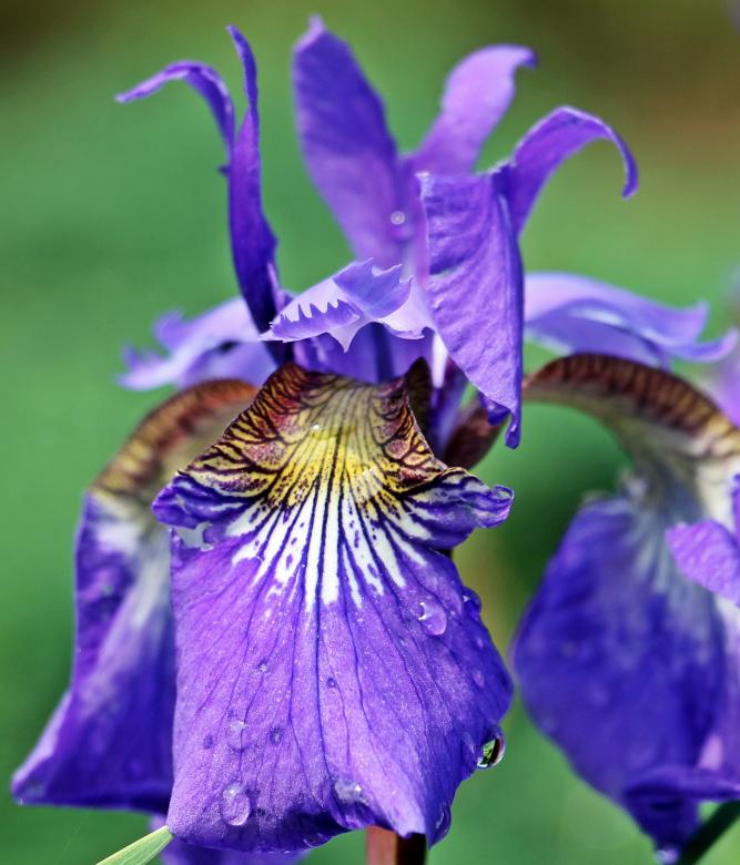 Free stock image of Iris in the Garden created by Pixabay